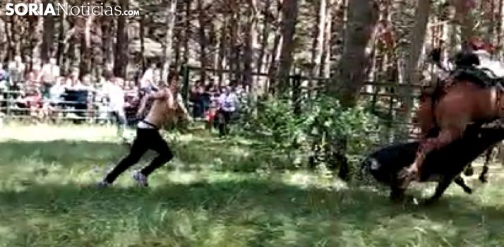 Un caballo, corneado en el descansadero