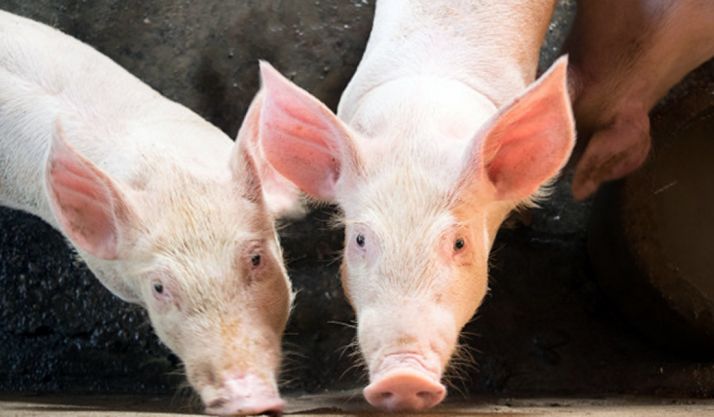 El sector del porcino, hacia un modelo ganadero moderno y sostenible