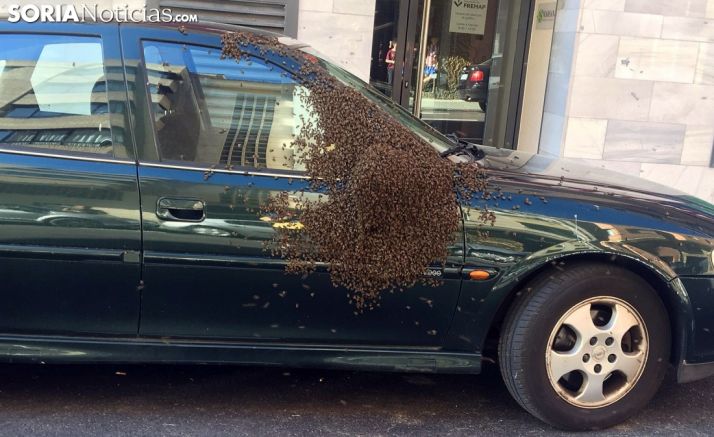 Los insectos sobre el vehículo. /SN