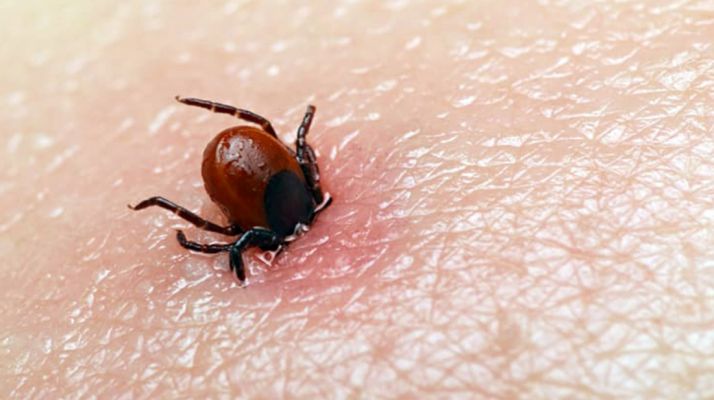 Imagen de un ejemplar de estos ácaros en una picadura.