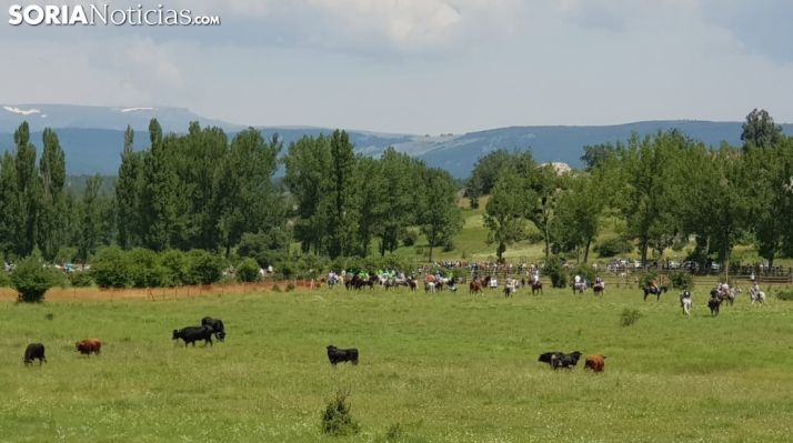 Novillos en La Vega de San Mllán