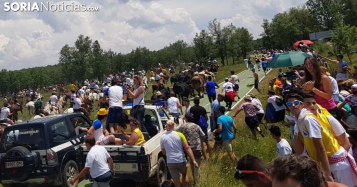 Toros desde La Vega de San Millán
