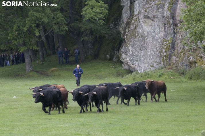 Sorteados los novillos en las 12 cuadrillas para La Saca y el Viernes de Toros