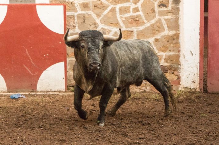 Los Victorinos, en la Plaza de Toros de Soria. Cedida. 