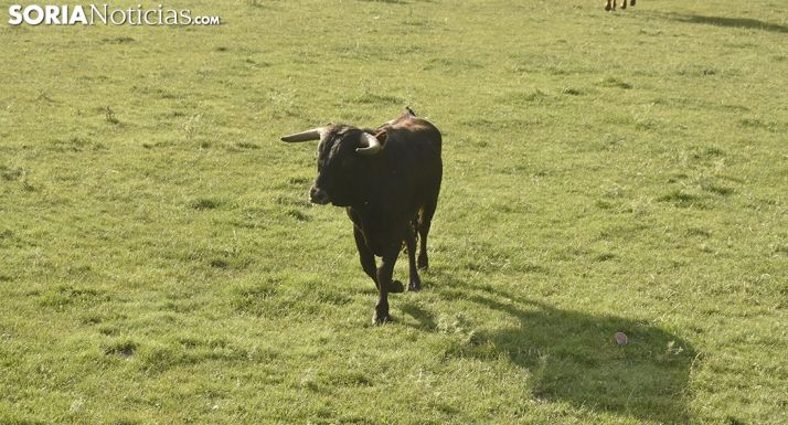 7 + 5 Los 12 novillos de San Juan listos para la Saca (Fotos y vídeo) 