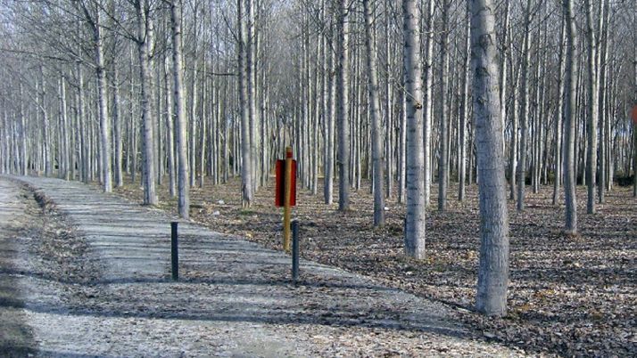 Una chopera en invierno. 