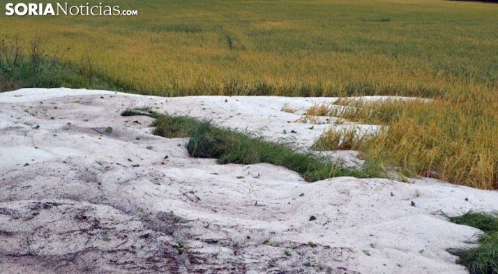 Granizo acumulado en un campo de cereal. /SN