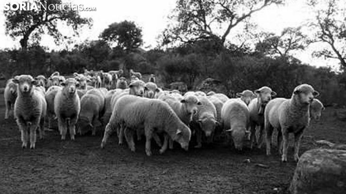 Un hatajo de merinas trashumantes. /SN