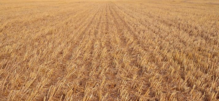 Lamentan que no se retome la quema de rastrojos, más imprescindible que nunca ahora