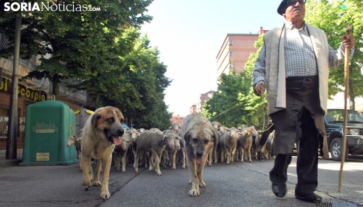 Un rebaño de merinas por Mariano Vicén en una edición anterior. /SN