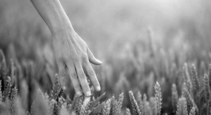 Exigen que CyL se beneficie de la tendencia alcista del precio del cereal