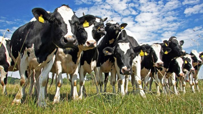 UPA defiende la venta directa de leche cruda con todas las garantías