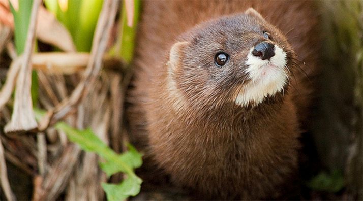 La colonia de visón europeo en Soria se beneficiará de ayudas estatales para su conservación