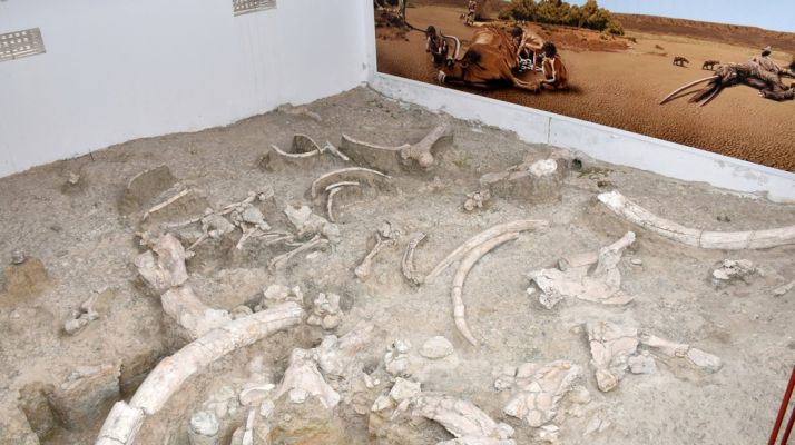 Museo in situ en el yacimiento de Ambrona. /Jta.