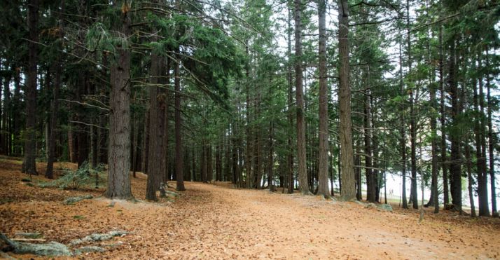 Cesefor impartirá un curso gratuito de iniciación a la tecnología LiDAR sobre capacitación forestal y competitividad empresarial