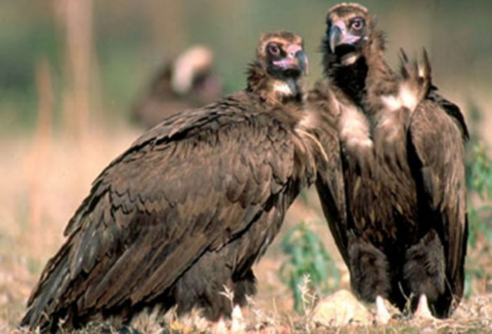 Dos ejemplares de buitre negro. 