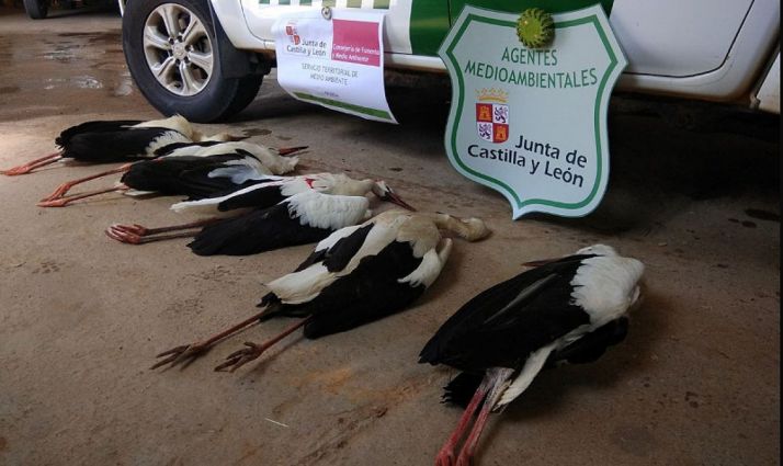 Algunos de los animales encontrados. /APAMCYL