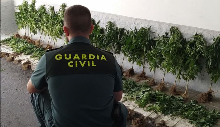Un agente con las plantas decomisadas. /GC