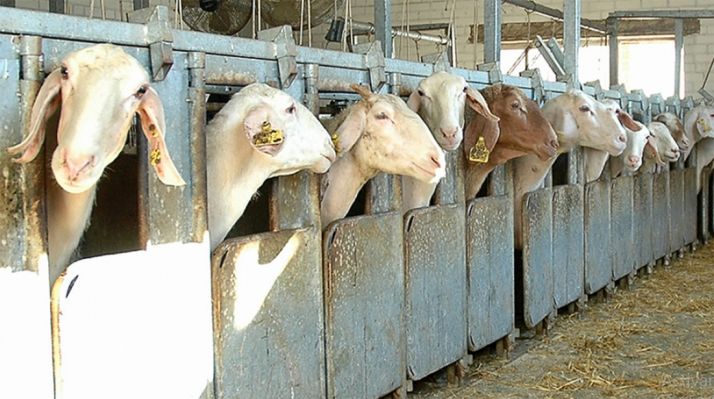 Ovino assaf de leche en una explotación. /Oviespaña