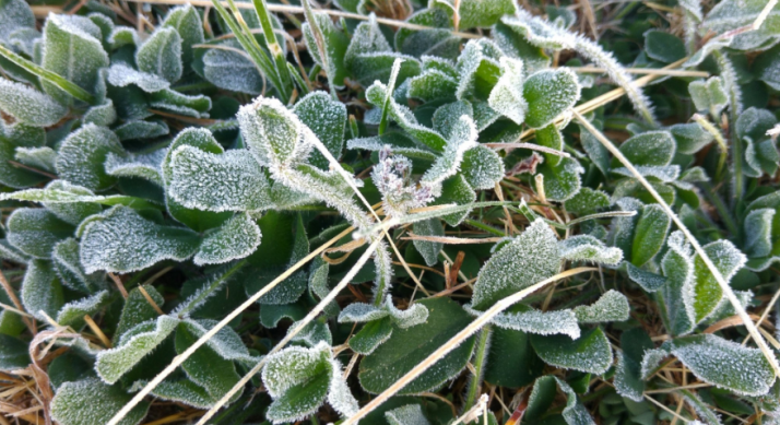 Primera helada oficial del verano