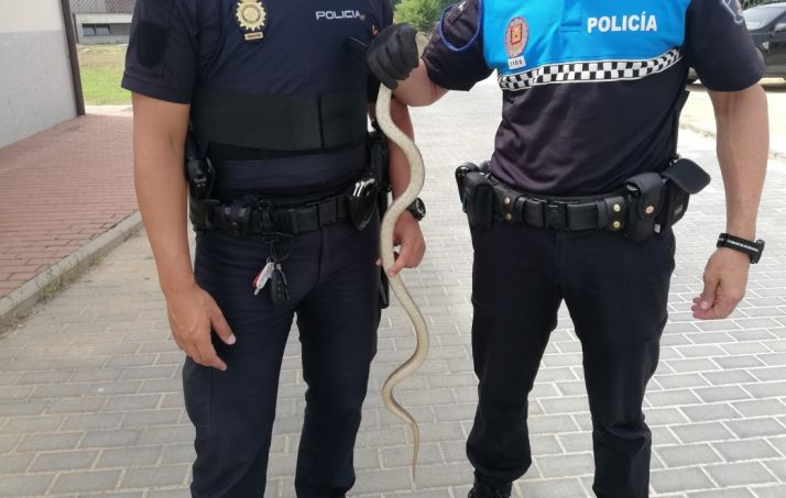 Capturada una serpiente de más de un metro en Ávila