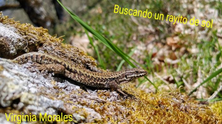 Virginia Morales gana el concurso fotográfico de AMAR Soria