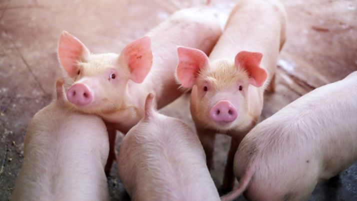 El Ministerio de Agricultura priorizará la ordenación ambiental, sanitaria y zootécnica de las granjas