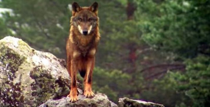 Un ejemplar de lobo en un monte de CyL.