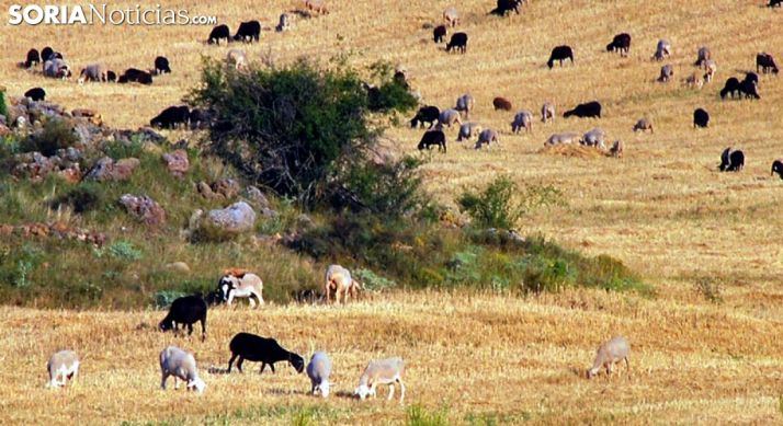 Ovino pastando en un rastrojo durante el estío. /SN
