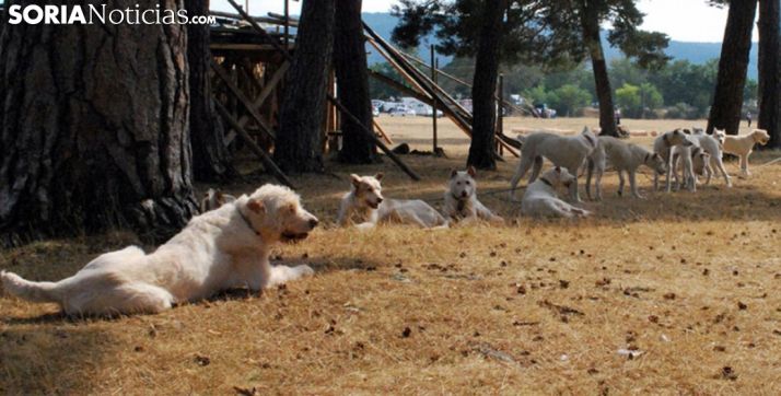 Una rehala descansa en un bosque de Pinares. /SN