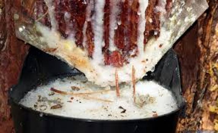  Dictaminadas ayudas al sector resinero por 106.000 €