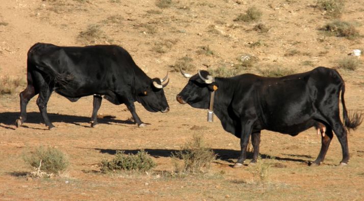 Dos vacas serranas en una explotación al aire libre en la provincia. /SN