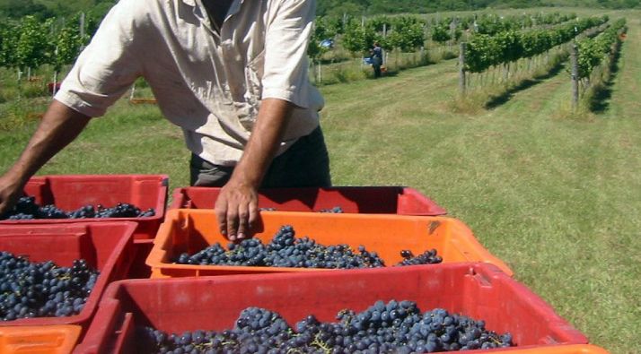 La Junta reconoce que existen problemas para encontrar personal esta vendimia