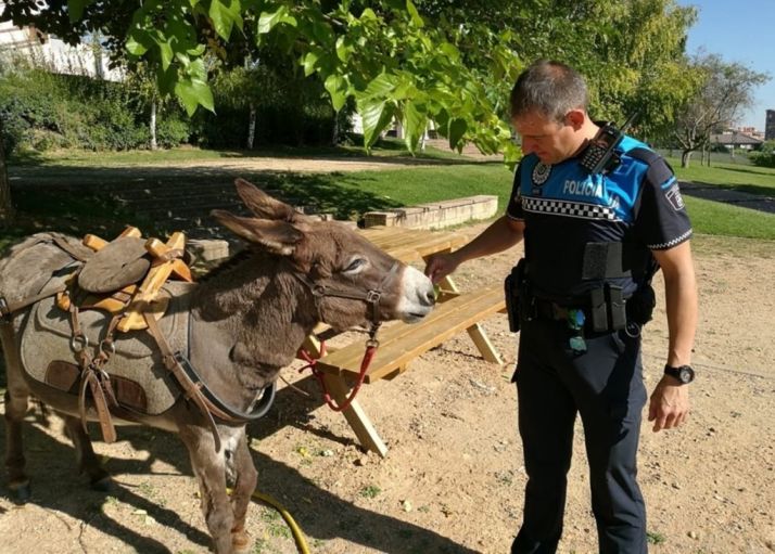 Un peregrino francés deja un burro en un parque de Valladolid mientras pasa la noche en un hotel