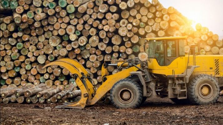 Abejar saca a subasta aprovechamientos maderables por 87.000 €