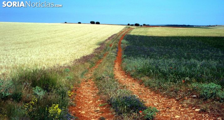 Un camino rural en la provincia. /SN
