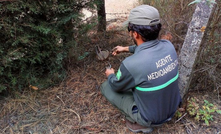 Un agente medioambiental retira el cepo. /Jta.