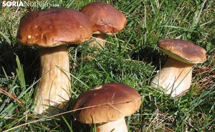‘Soria Gastronómica’ presenta un programa de actividades previo para promocionar la micología como recurso gastronómico y turístico