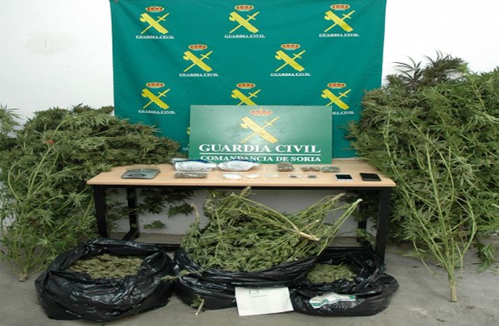 Plantas incautadas en la operación. /GC