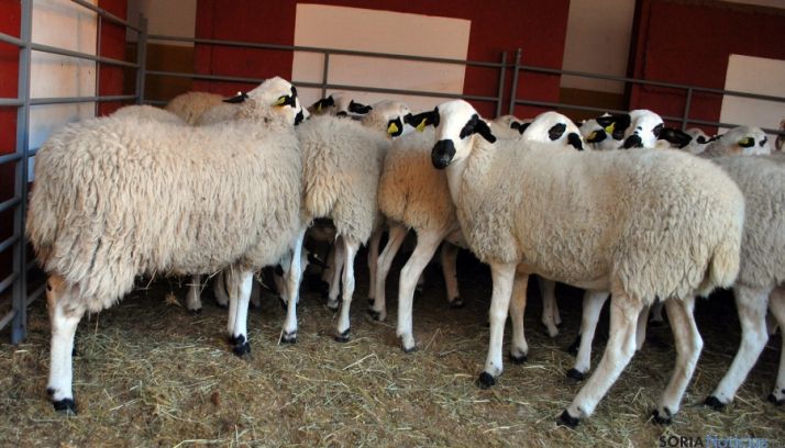 13,67 M€ como anticipo del 50 % de las ayudas asociadas al ovino y caprino