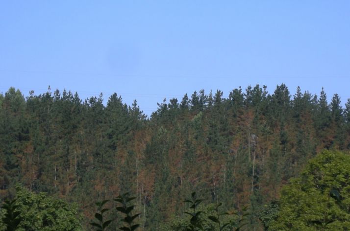 Aspecto del pino afectado por la enfermedad de la banda roja o marrón, que se está extendiendo de manera importante por los pinares del País Vasco.