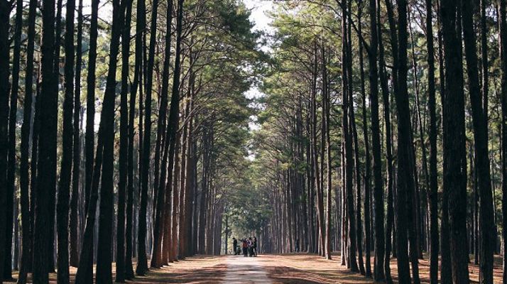 Covaleda subasta aprovechamientos maderables por 187.000 euros