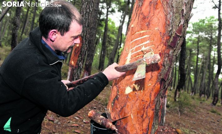 Un resinero en labores de recolección en un pinar de la provincia. /SN
