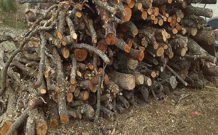 Leña de carrasca y de roble en un tajón de Ólvega. 