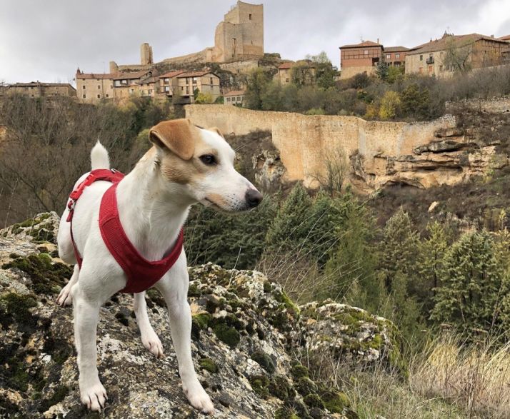 La película de Pipper en Soria