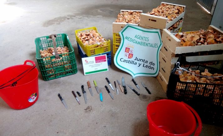 Níscalos decomisados ayer. /Jta.