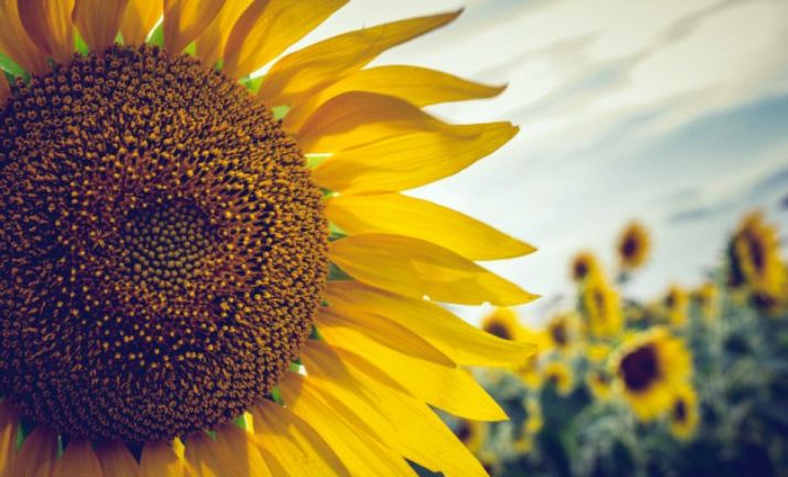 ASAJA Soria pide a Agroseguro ampliar el plazo de coberturas para el girasol