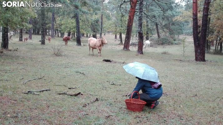 Las malas campañas micológicas de los últimos años están generando un debate sobre la adecuada gestión de los recursos de los bosques sorianos.
