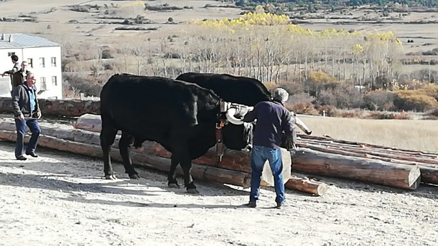 Broche de oro a las II Jornadas de la Raza Serrana Negra