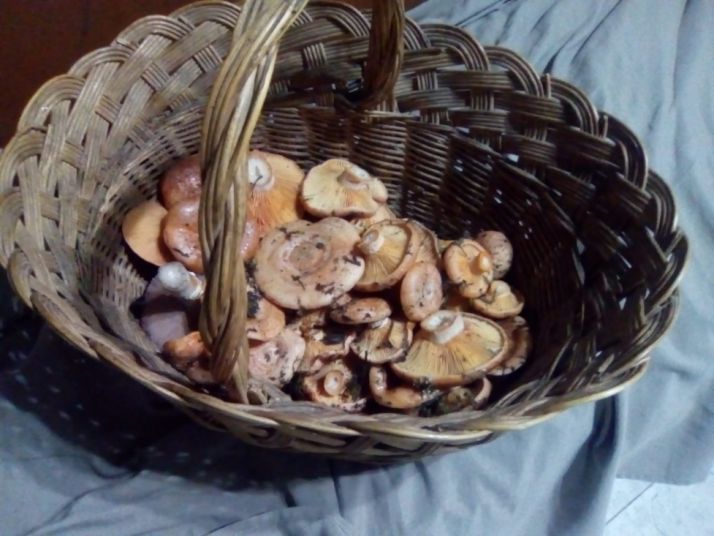 Cesta con níscalos sorianos. 